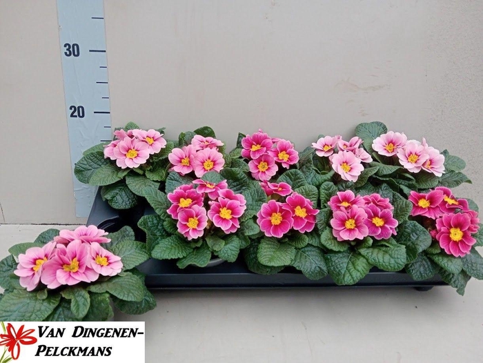 <h4>PRIM AC APFELB REVOL</h4>