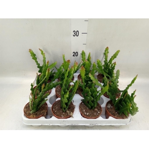 Epiphyllum anguliger