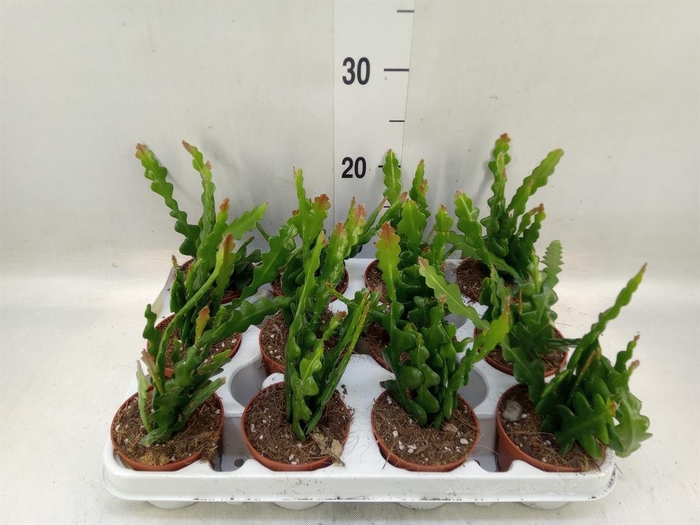 <h4>Epiphyllum anguliger</h4>