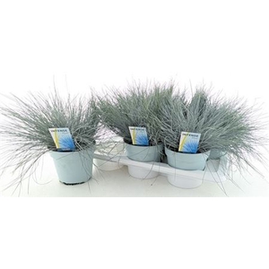 Fest Gl Intense Blue