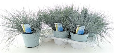 <h4>Fest Gl Intense Blue</h4>