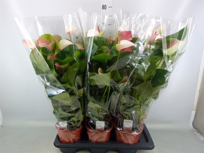 <h4>Anthurium andr. 'Fantasy Love'</h4>