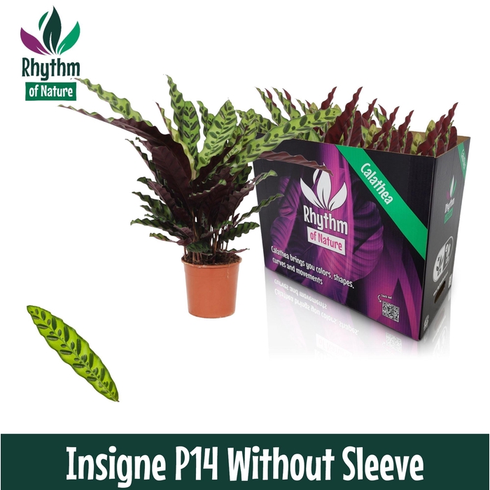 <h4>Calathea 14cm Insigne - Rhythm of Nature zonder hoes</h4>
