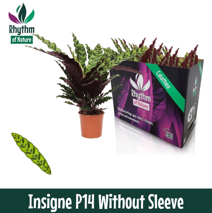 Calathea 14cm Insigne - Rhythm of Nature zonder hoes