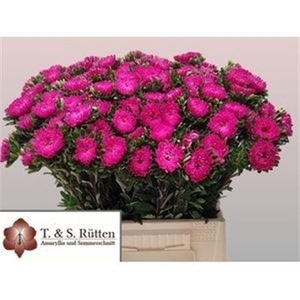 Callis Mats Pink
