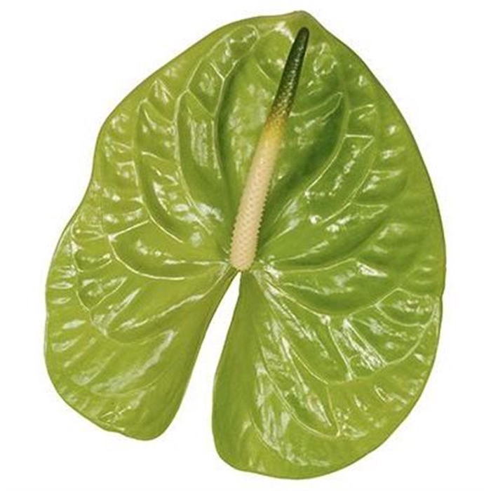 <h4>Anth A Midori Imp</h4>