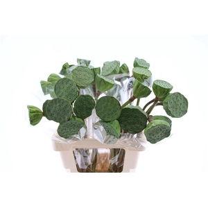 Nelumbo Nucifera