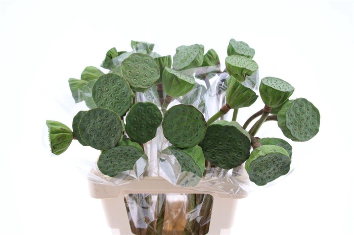 <h4>Nelumbo Nucifera</h4>