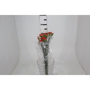CRAVO SPRAY KUMQUAT 060 CM