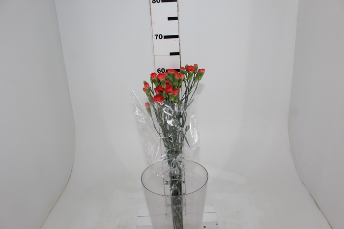 <h4>CRAVO SPRAY KUMQUAT 060 CM</h4>