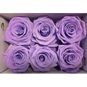 Ro Pres Purple Light
