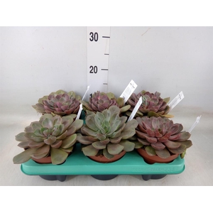Echeveria   ...