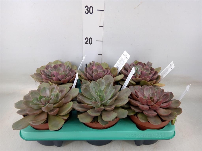 <h4>Echeveria   ...</h4>