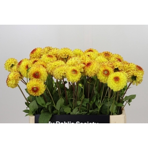 Dahlia Sunny Boy