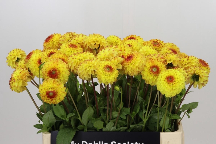<h4>Dahlia Sunny Boy</h4>