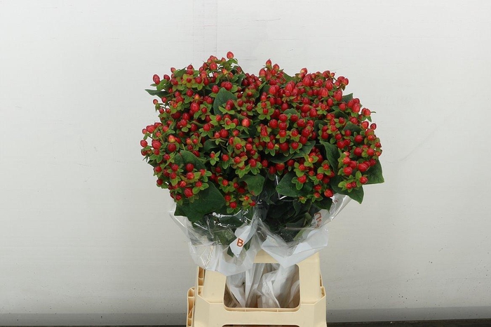 <h4>Hyp Mag Triumph</h4>