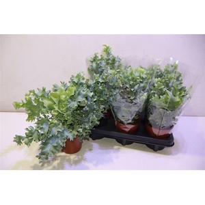 arr8 Phlebo A Davana