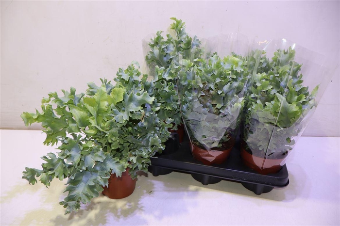 <h4>arr8 Phlebo A Davana</h4>