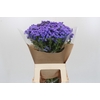 Ageratum houstonianum 'JJ Violet Blue'