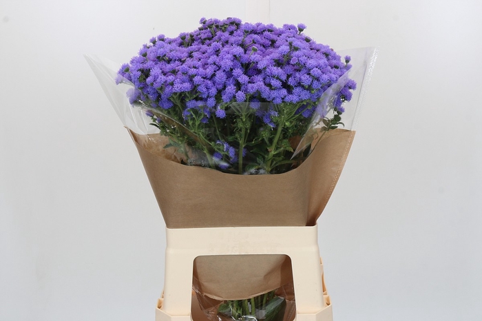 <h4>Ageratum houstonianum 'JJ Violet Blue'</h4>