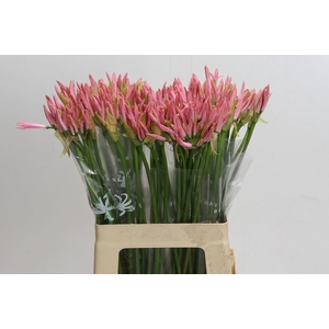 Nerine bowdenii 'Vesta K'