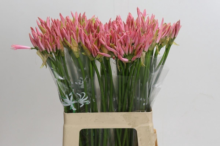 <h4>Nerine bowdenii 'Vesta K'</h4>