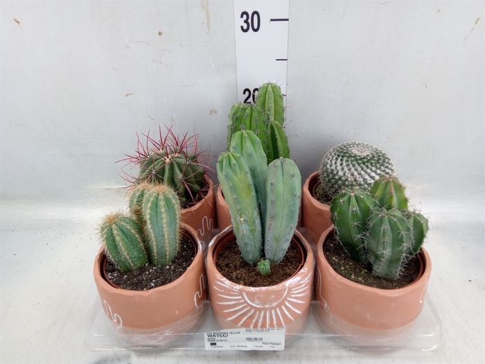 <h4>Cactus   ...</h4>