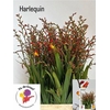 Crocosmia Grbl Harlequin