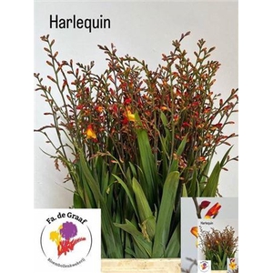 Crocos Harlequin