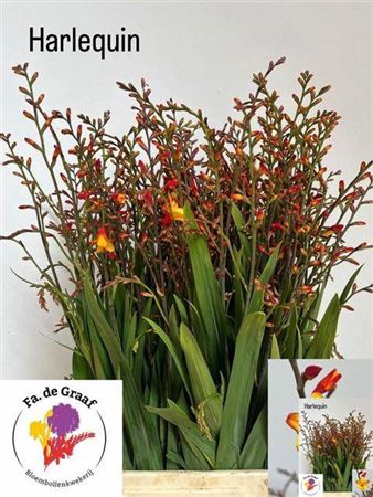 Crocosmia Grbl Harlequin