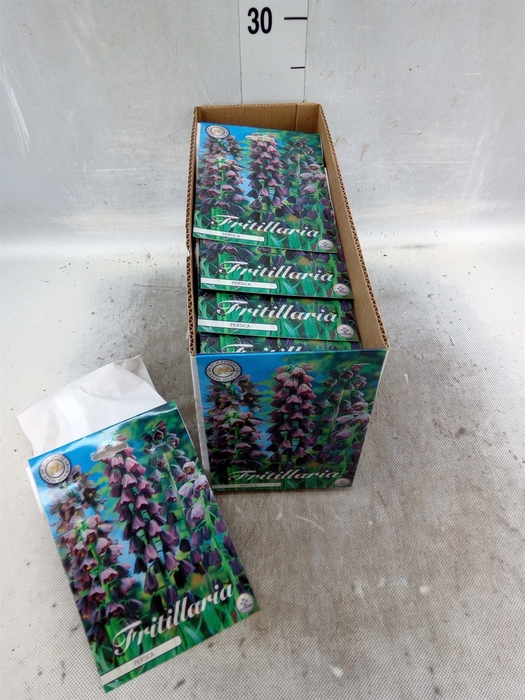<h4>Fritillaria  ...flowerbulbs</h4>