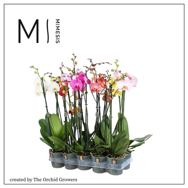 <h4>Mimesis Phal. Mix - 2 spike 12cm</h4>