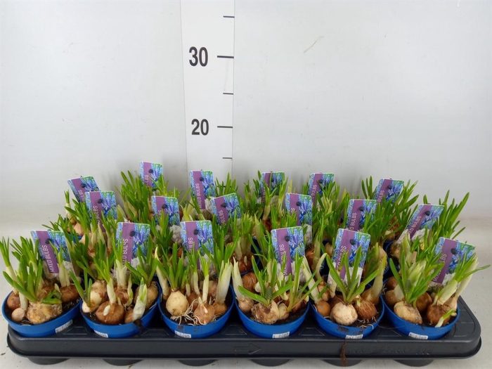 <h4>Bolbloemen   ...mix</h4>