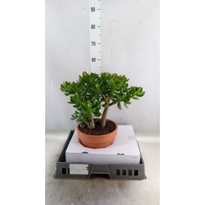 Crassula ovata