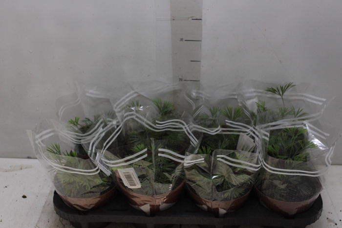 <h4>ACTINIOPTERIS AUSTRALIS P14</h4>