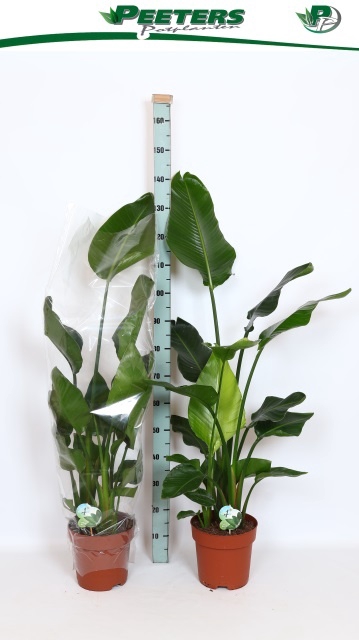 <h4>STRELITZIA NICOLAI</h4>