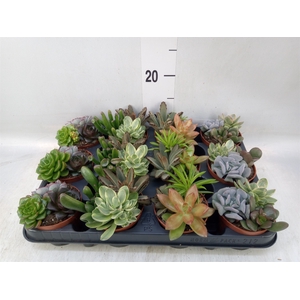 Succulents   ...