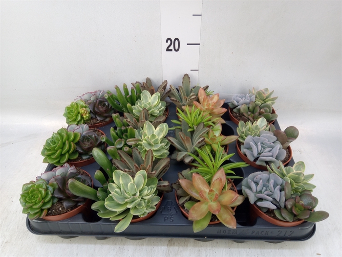 <h4>Succulents   ...</h4>
