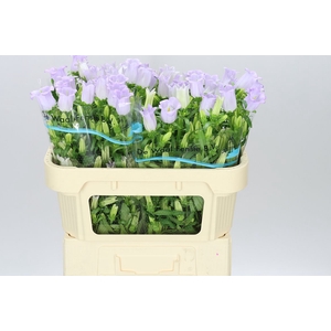 Campanula M Champ Lavender