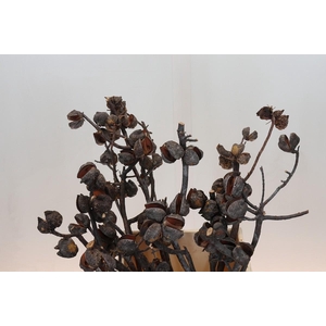 Kaaps Groen Hakea Sericea