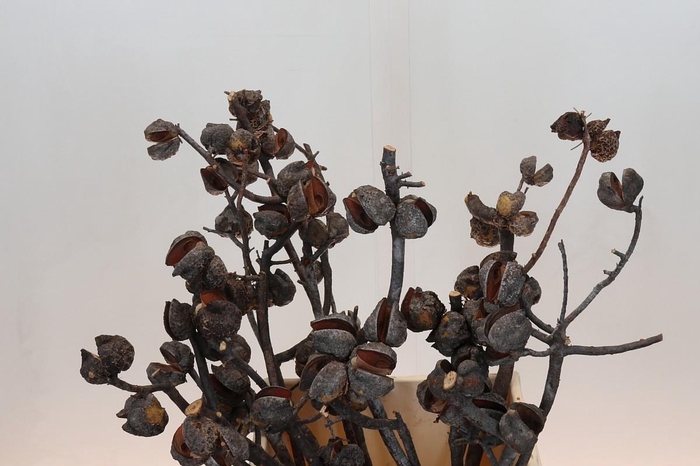 <h4>Kaaps Groen Hakea Sericea</h4>