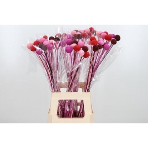 Craspedia Kl Bh Love Mix