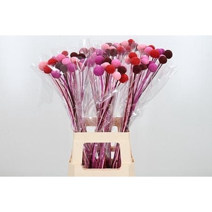 Craspedia Kl Bh Love Mix