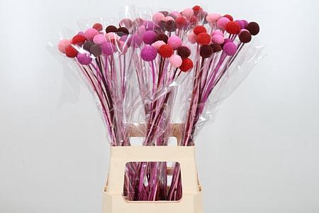 <h4>Craspedia Kl Bh Candy Mix</h4>