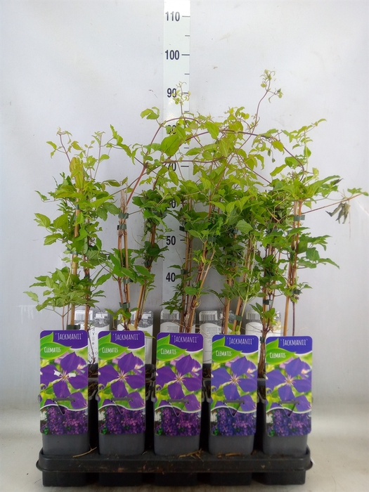 <h4>Clematis LL 'Jackmanii'</h4>