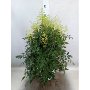 Astilbe   ...