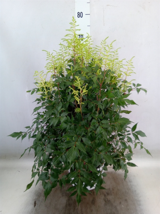 <h4>Astilbe   ...</h4>