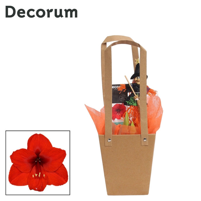 <h4>Amaryllis Rood 2 Knop in Giftbag HALLOWEEN (Decorum)</h4>