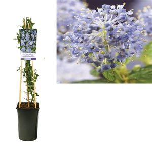 Ceanothus thyrsiflorus var. repens +light label