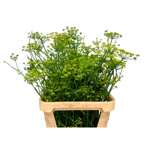 FOENICULUM VULGARE